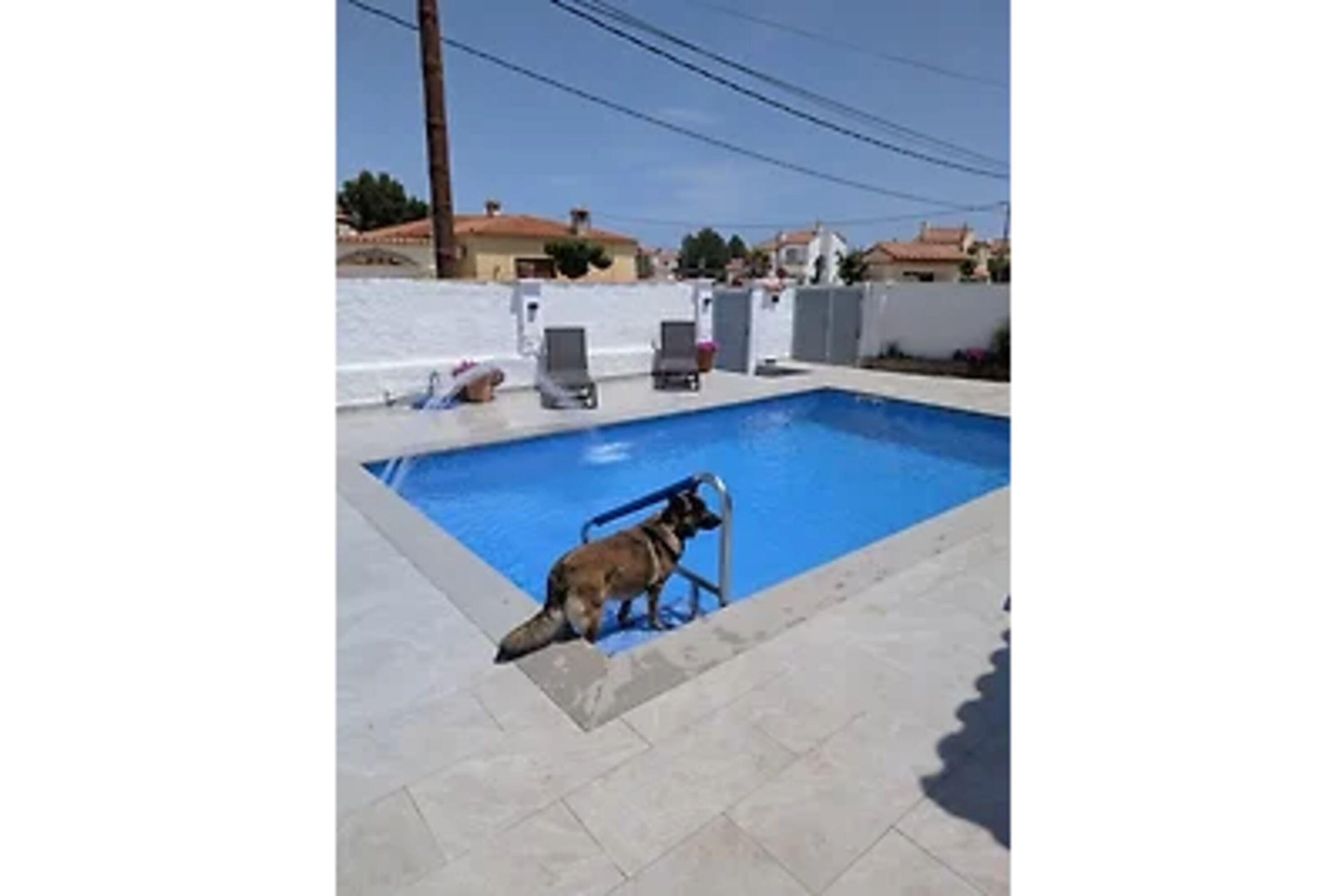 Hunde dürfen auch in den Pool