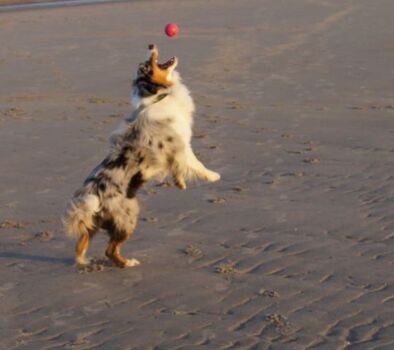 Unser Hund, es gibt nichts schöneres, als am Strand zu toben...