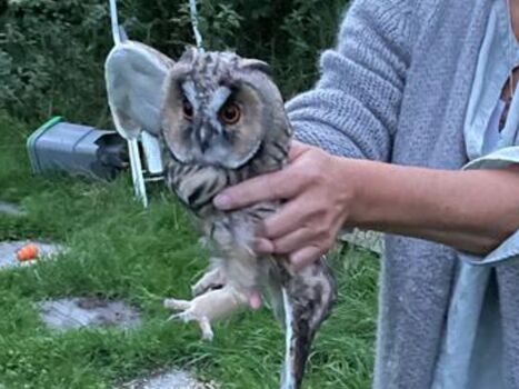 Waldohreulen gibt es hier auch