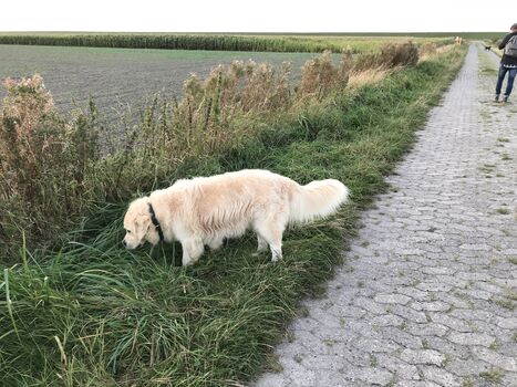 Knut am Zeitung lesen