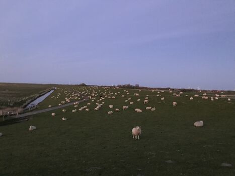 Unsere geliebten Schafe