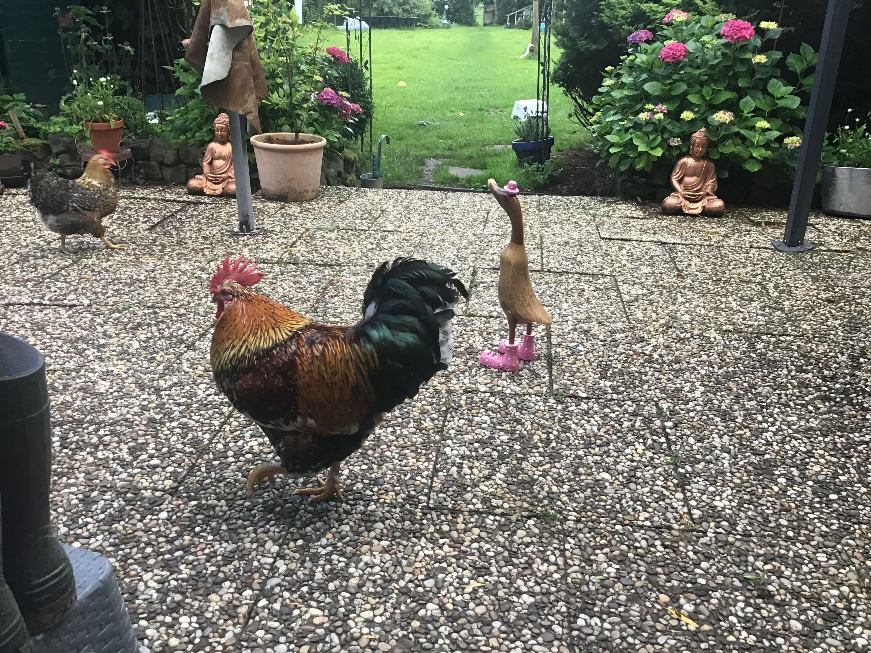 Hühnerbesuch