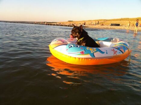 Pirat Zorro am Hundestrand