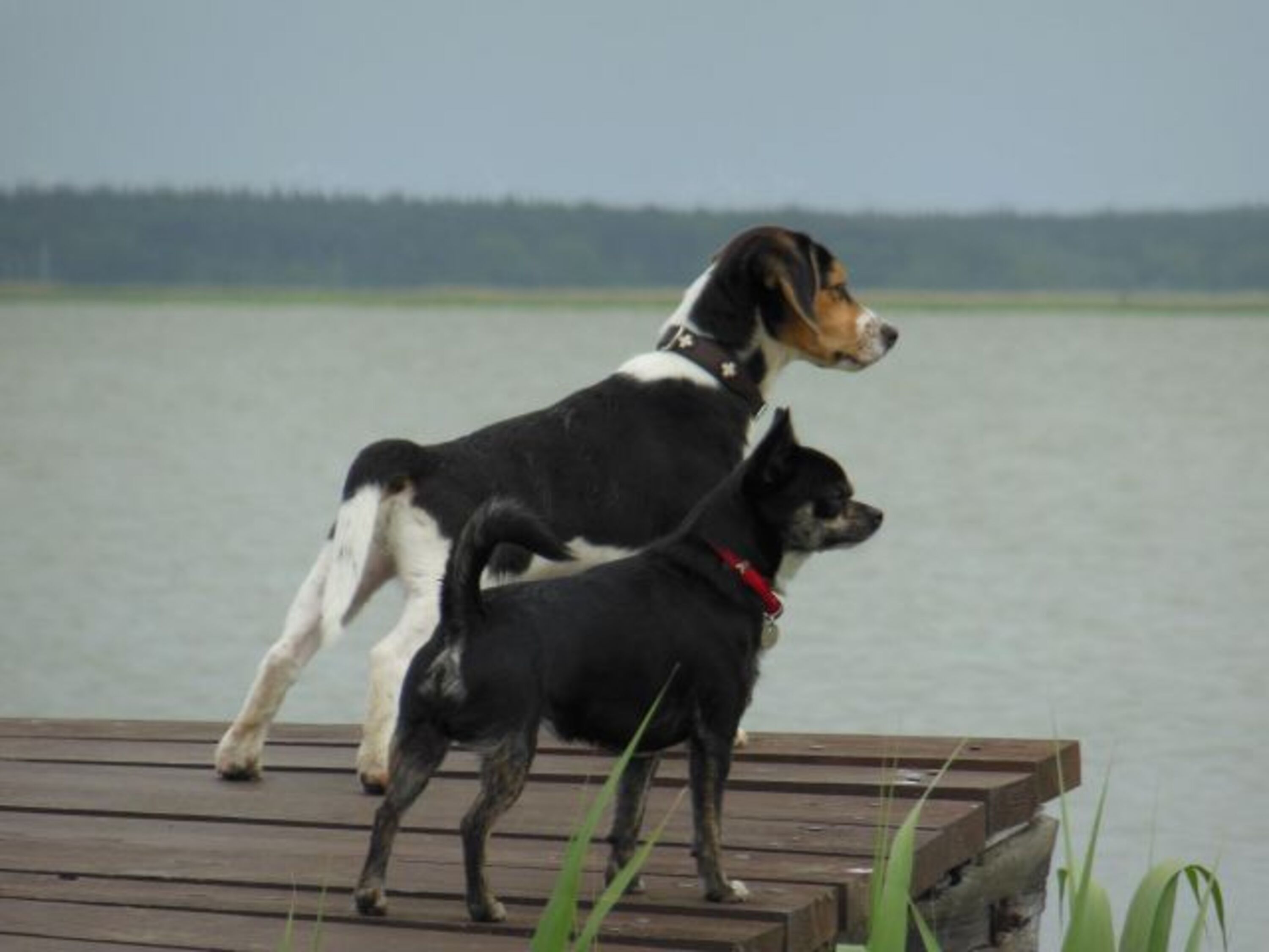 Wassergrundstück- Urlaub mit und ohne Hund