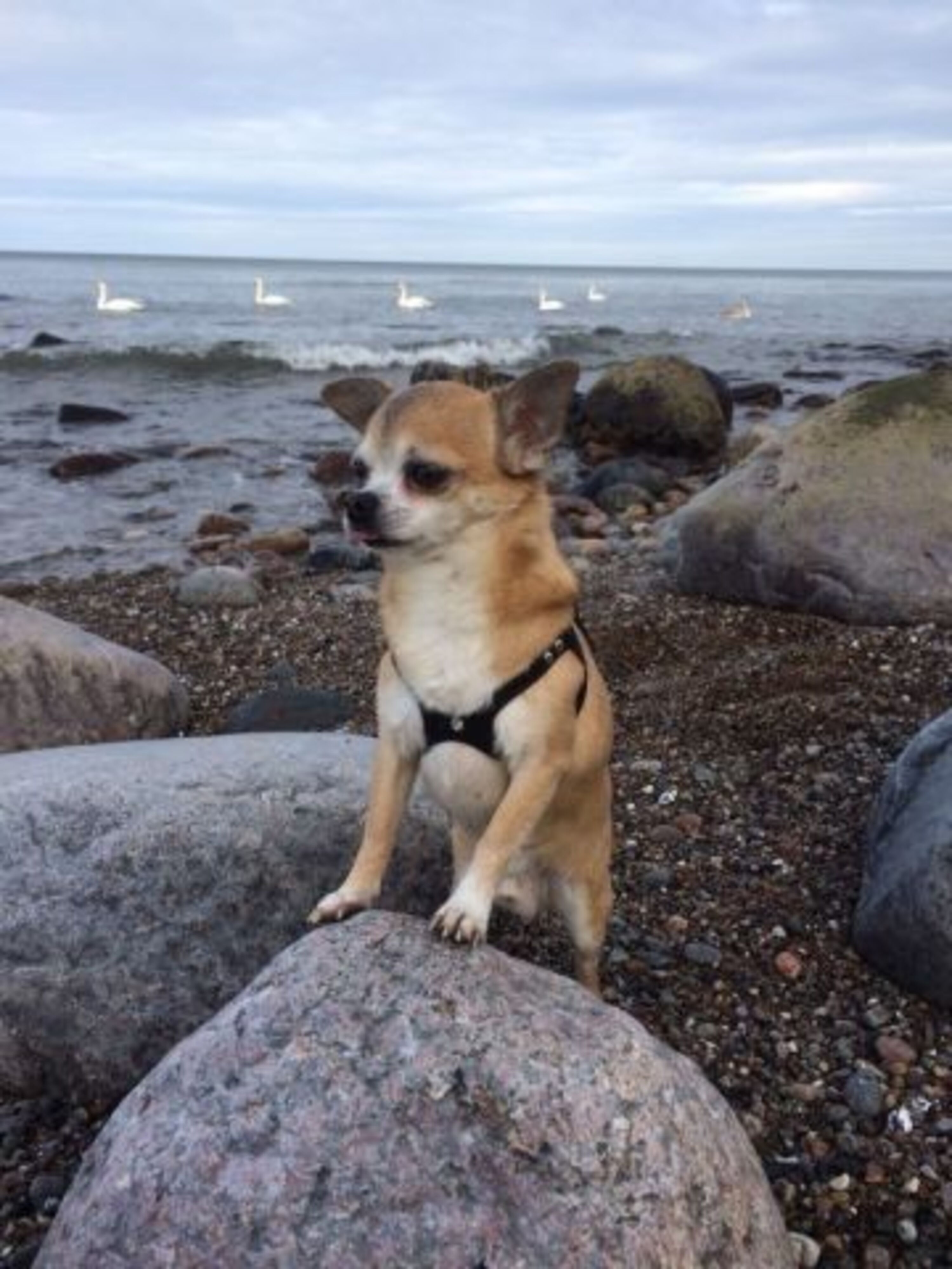 Hundestrand