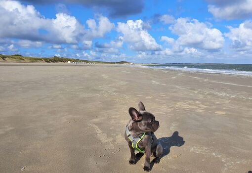 Unsere Luna allein am Strand