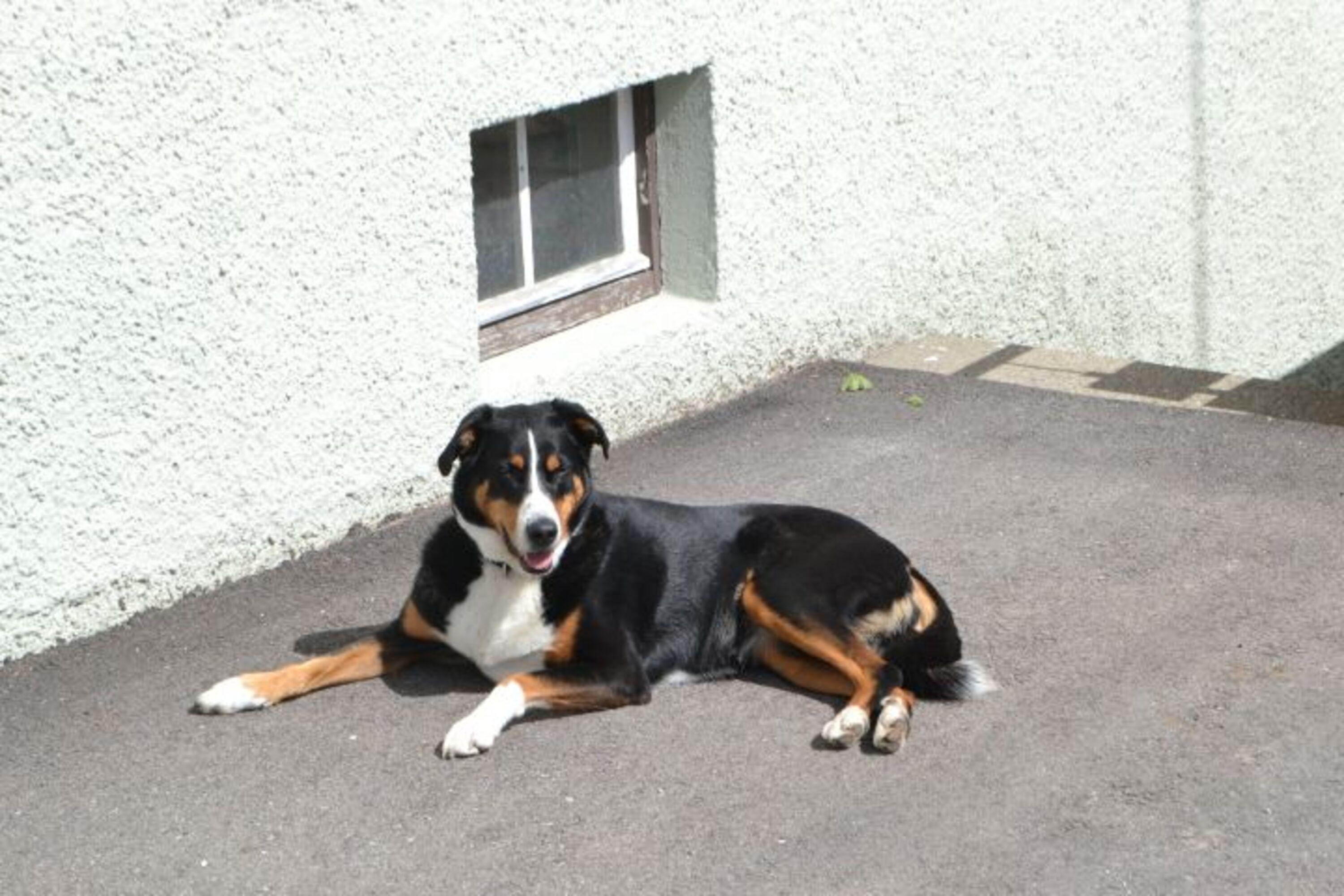 BRK Rettungshund Paula 9Jahre