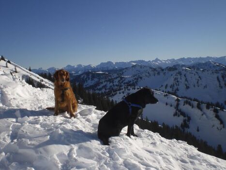 Aussicht am Hochgrat