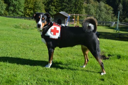 BRK Rettungshund Paula 9 Jahre