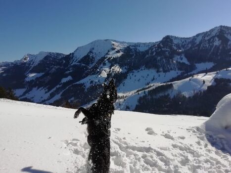 Mika im hintergund die Nagefluhkette
