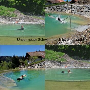 Der neue Schwimmteich