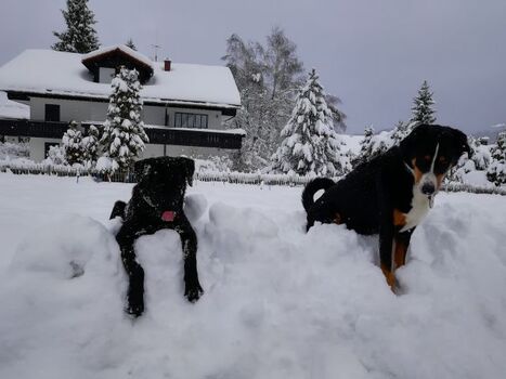 li. Mara , kleines schwarzes Teufelchen, 3 Jahre