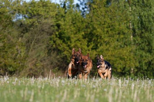 Rumtollen auf der Hundewiese