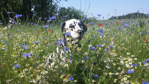 Hunde fühlen sich sehr wohl!