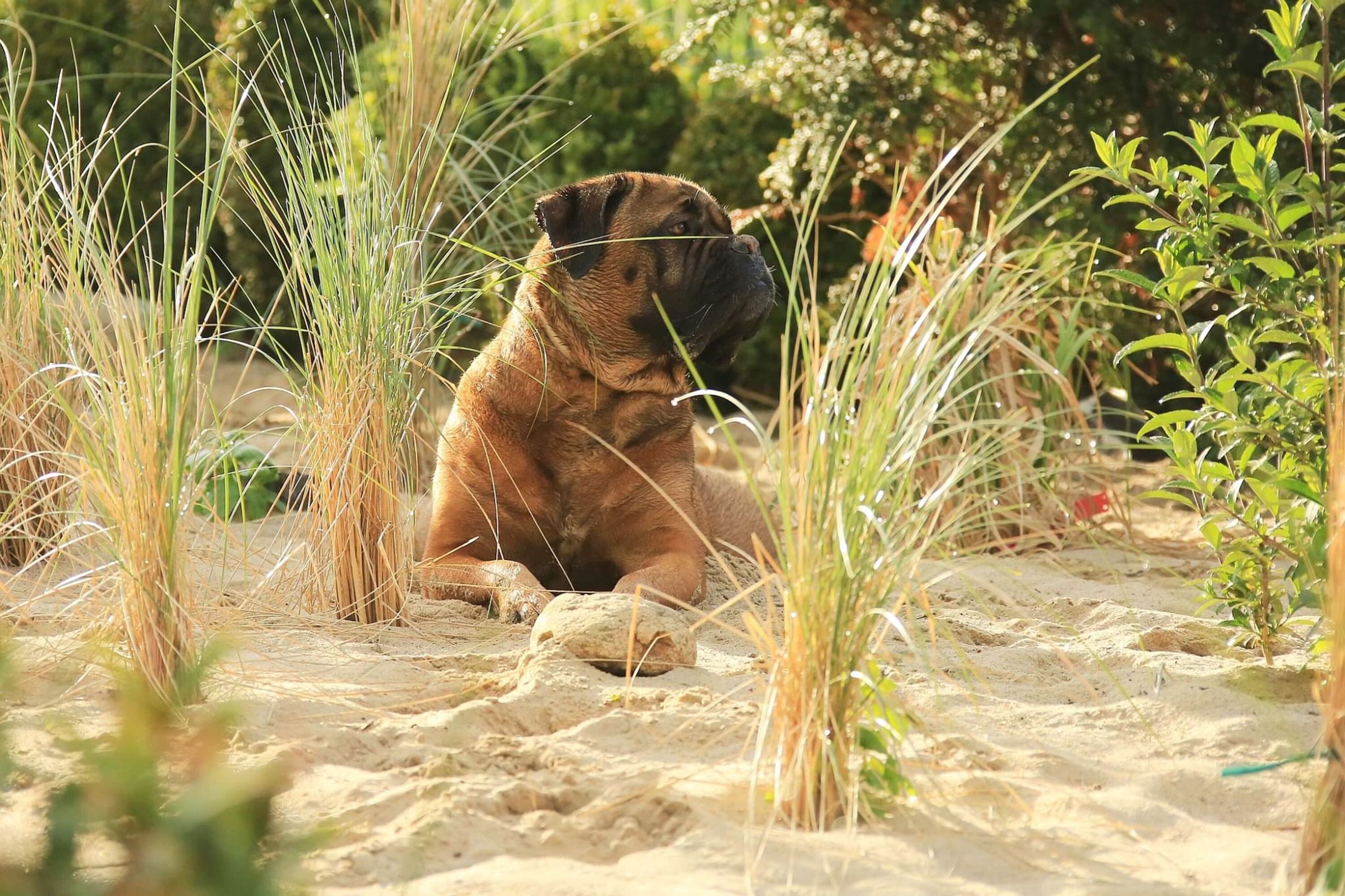 Auch Hund fühlt sich wohl...