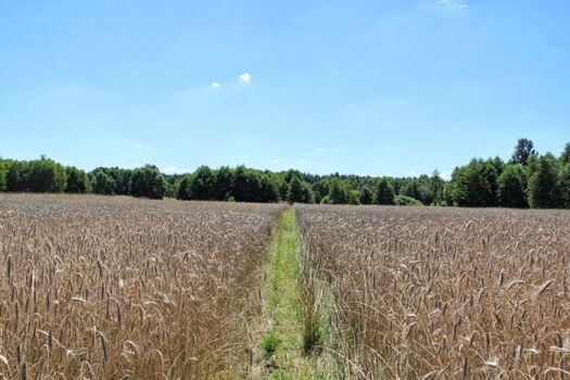 Der Weg durch die Felder zu unserem Badesee