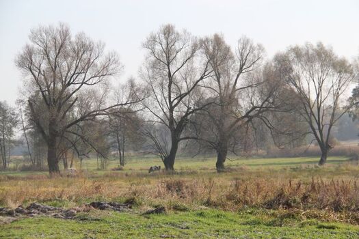 Blick von unserem Grundstück aus auf die Felder -im April