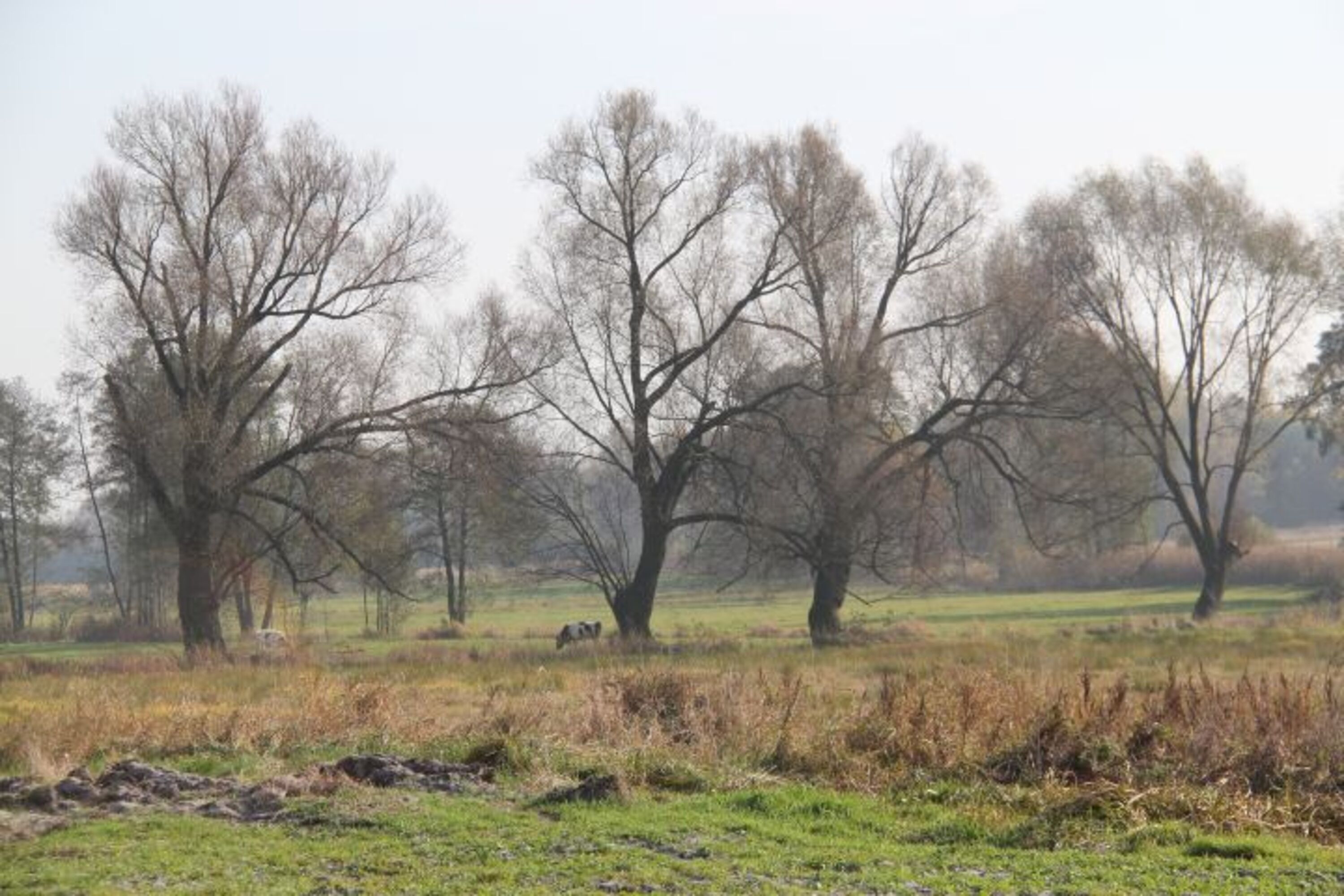 Blick von unserem Grundstück aus auf die Felder -im April