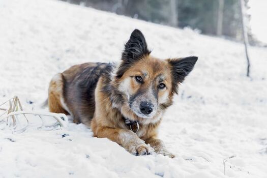 Hund im Garten des Bauernhaus im Winter