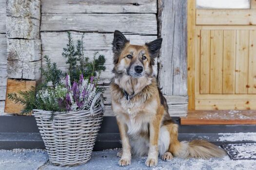 Hund vor dem Bauernhaus im Winter