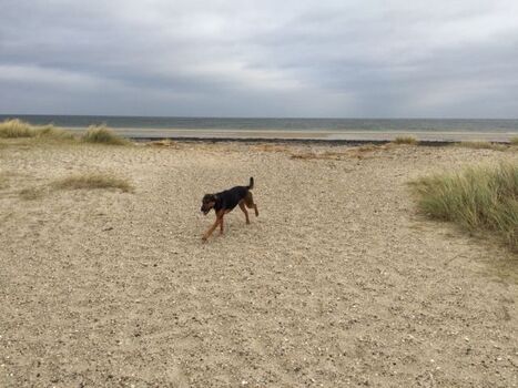 Der Hundestrand ganz nah