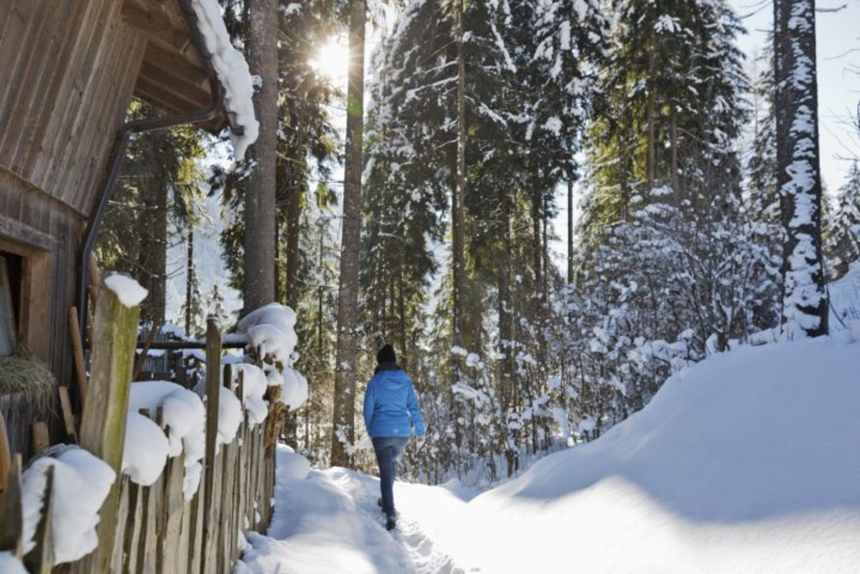 Spaziergang im Wald