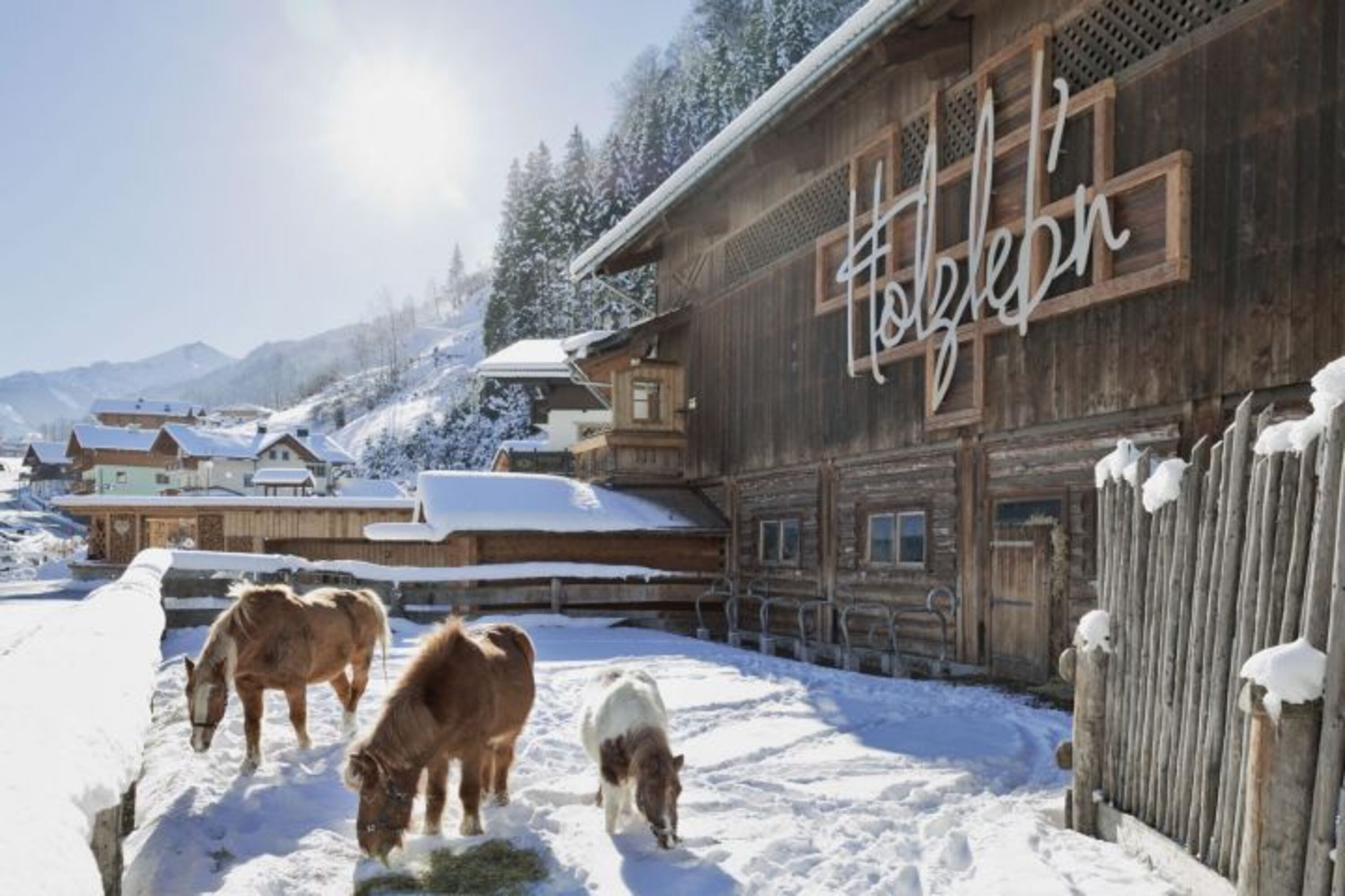 Pferde im Winter