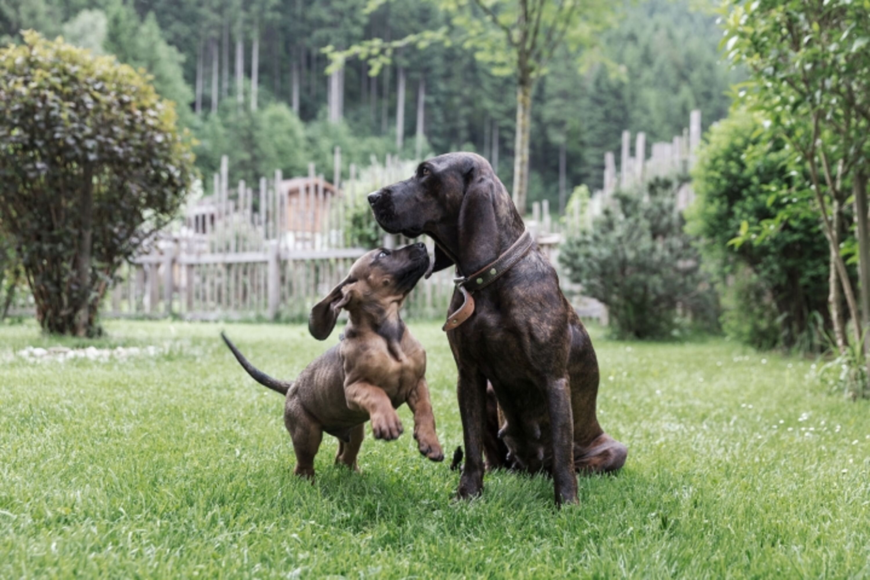 Hunde Sommer