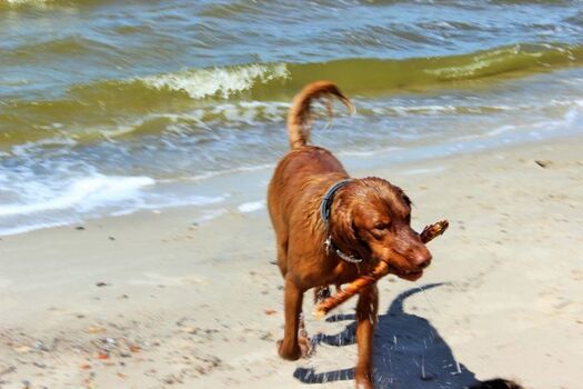 Erfrischendes Bad im Bodden, fußläufig in 10 Minuten erreichbar