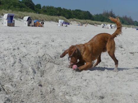 Hundestrand Zingst