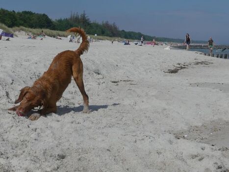Hundestrand in Zingst Aufgang 15b