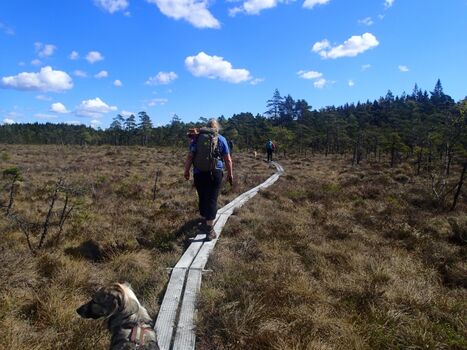 Eine Wanderung im Moor ist immr ein besonderes Erlebnis