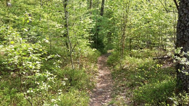 Einsame Singletrails