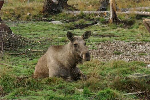 Unsere Nachbarn - Elche, Rehe, Kraniche und Füchse leben in direkter Nachbarschaft