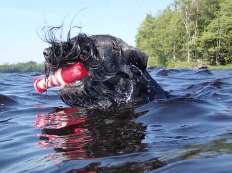Badespaß für Hunde