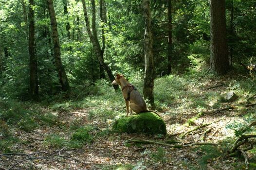 Nicht nur Urlaub MIT dem Hund, sondern auch Urlaub FÜR den Hund!