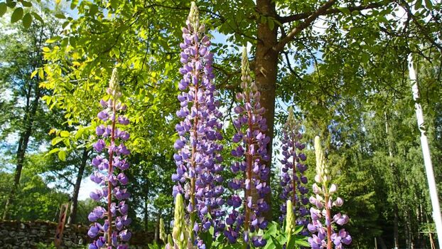 Im Frühling ist die Lupinenblüte ein Traum
