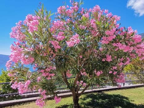 Blütentraum im Garten