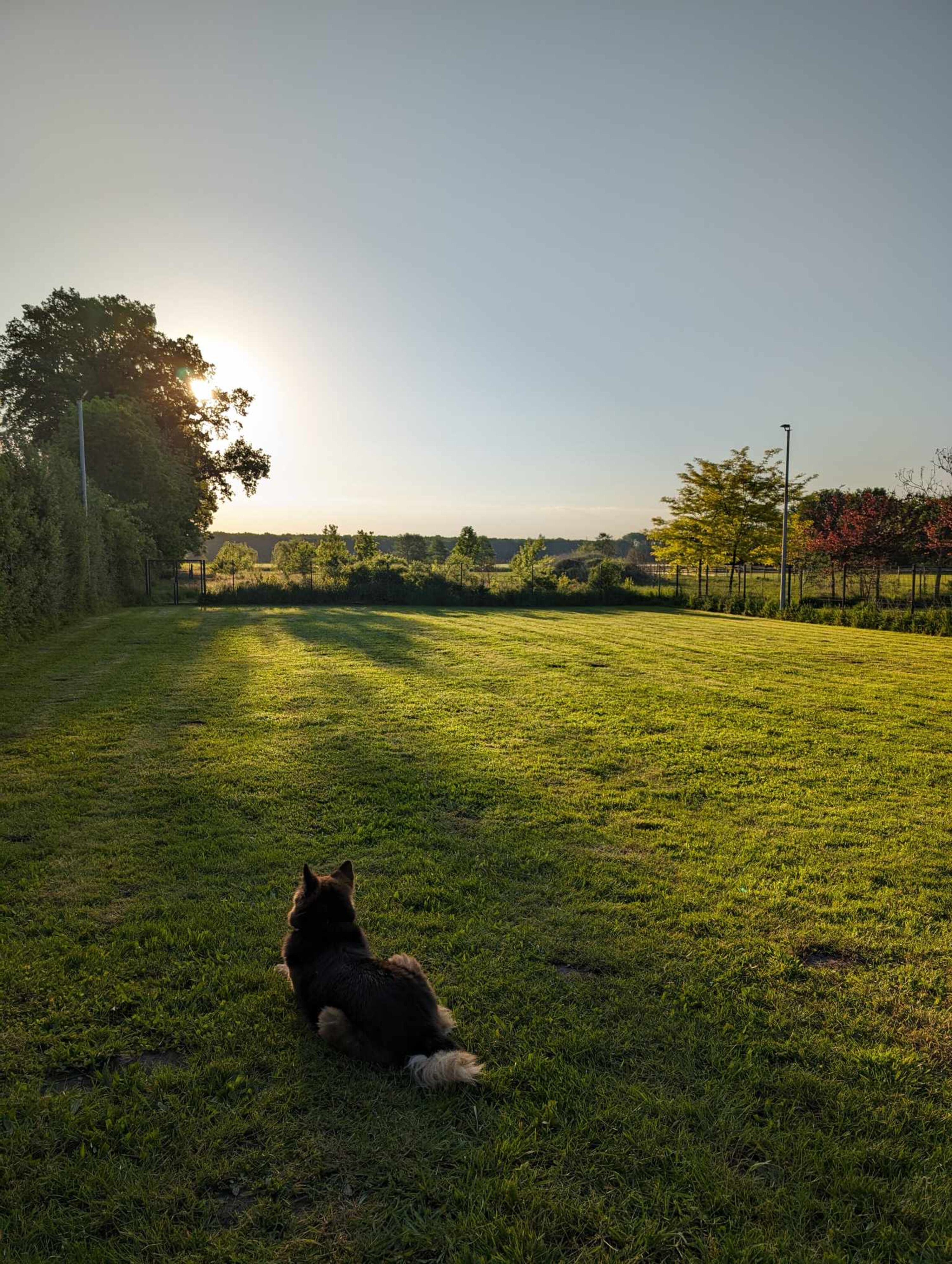 Trainingswiese mit Blick Richtung großer Freilaufwiese