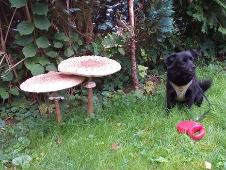 Pauline mit großen Pilzen