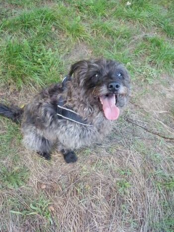 Rennmaus Gerda geb. 2013