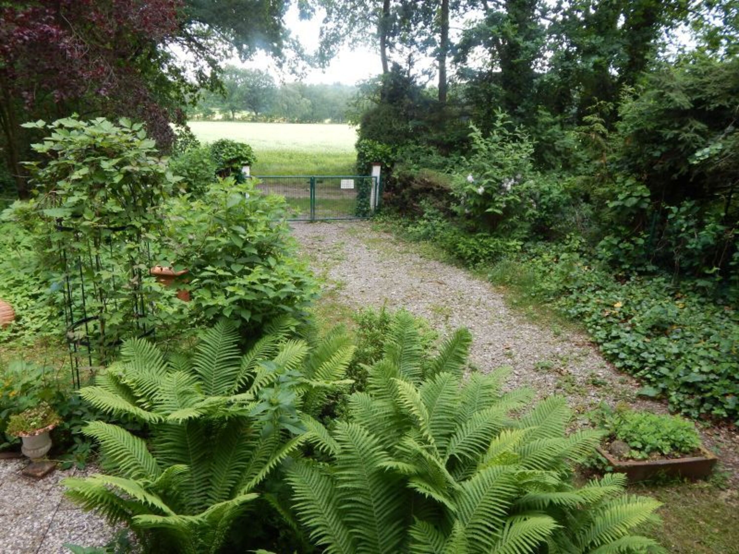 Waldfarn