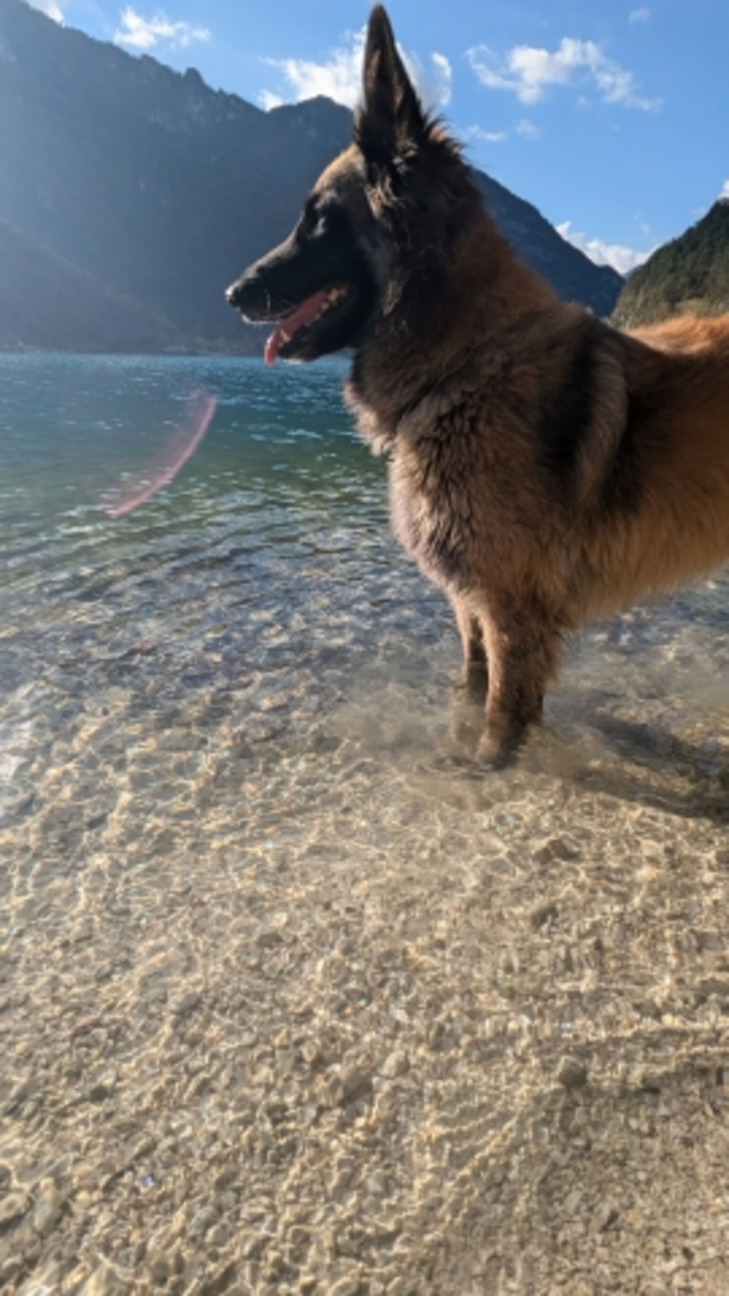 Hunde willkommen