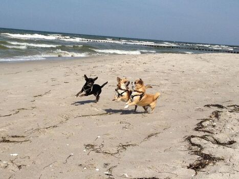 Hundestrand - Ostsee