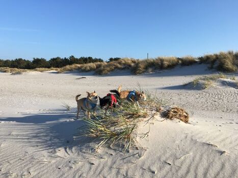 Auf Piratenschatzsuche am Hundestrand