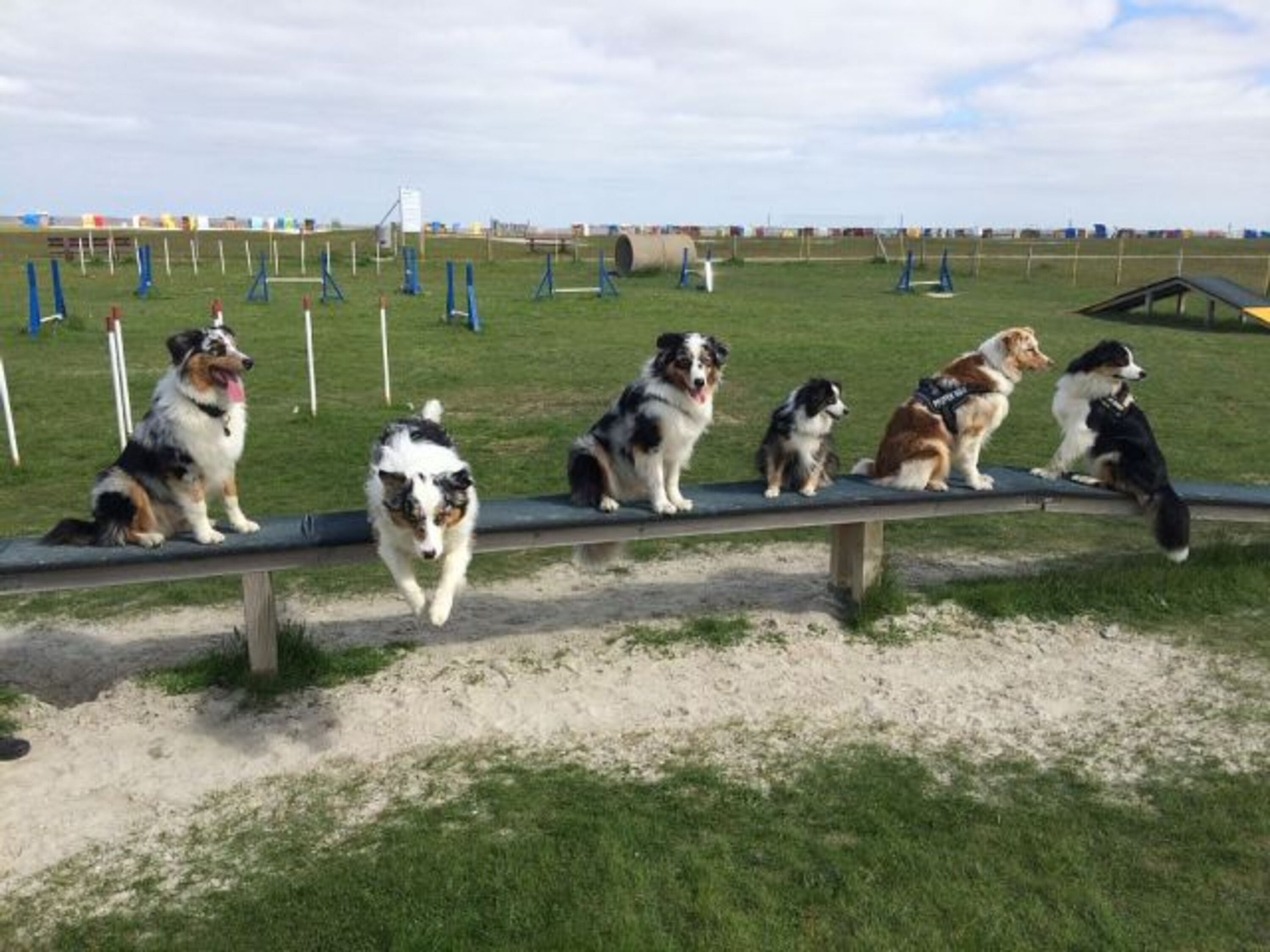 Agility-Platz