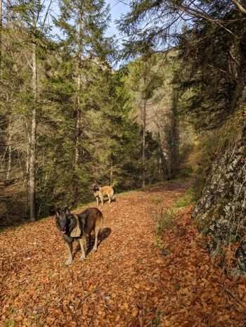 Wanderweg direkt vom Haus