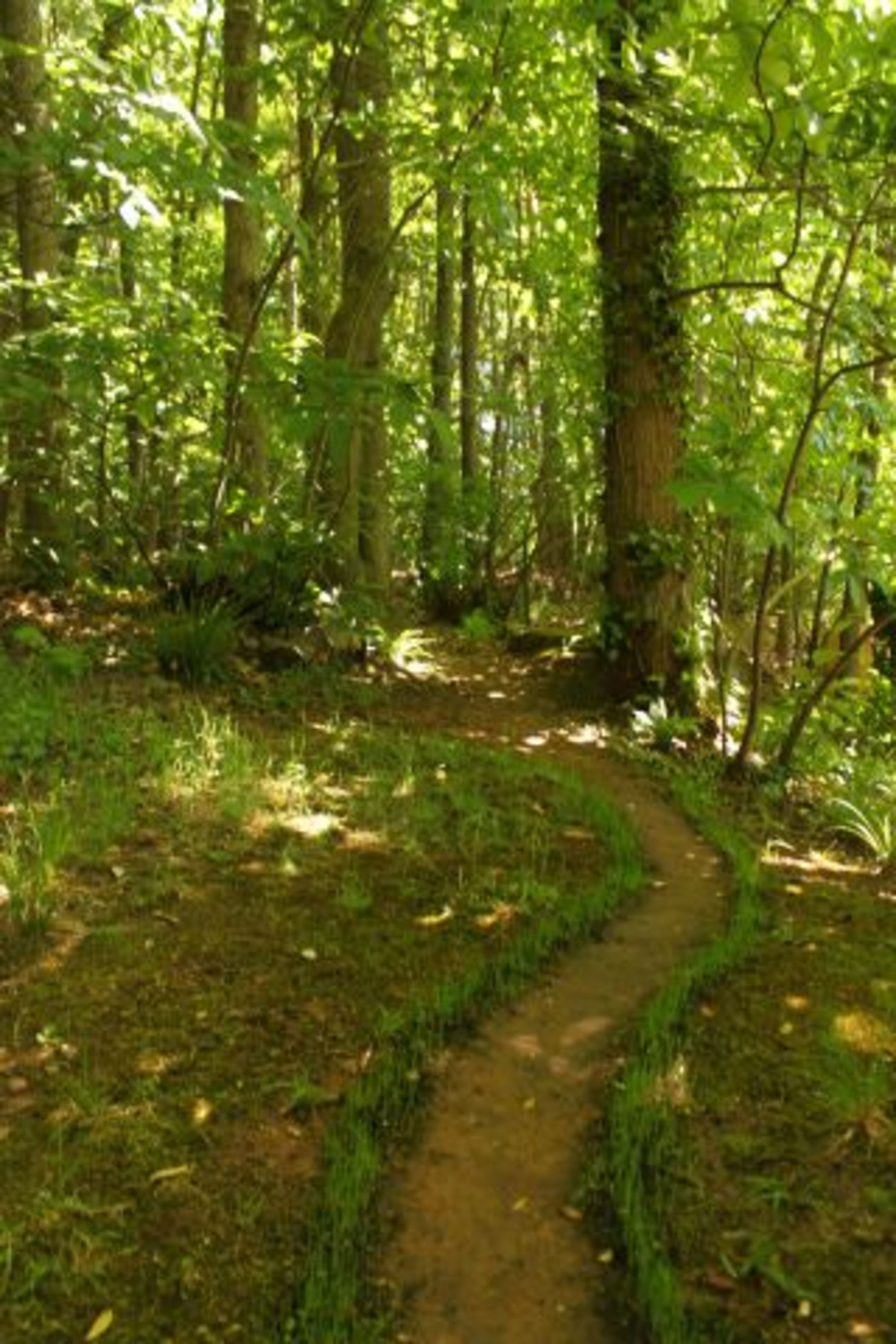 Der Weg in den Wald