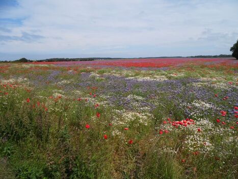ein Feld am Ortsrand von Lancken 
