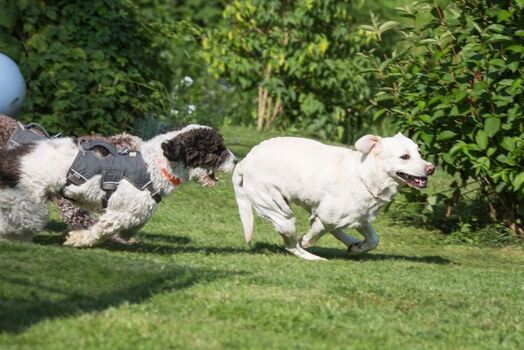 Toben im eingezäunten Garten 